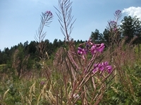 Pineta Ragabo